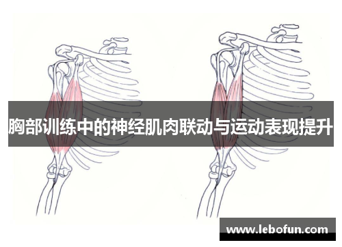 胸部训练中的神经肌肉联动与运动表现提升